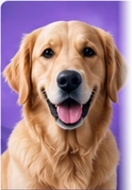 Golden retriever sonriente, imagen del macrosistema PET Dr. PATICAS